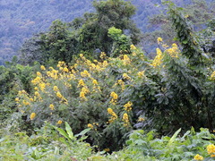 Senna