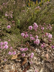 Kunzea parvifolia