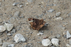 Ommatophora luminosa