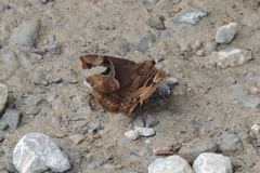 Ommatophora luminosa