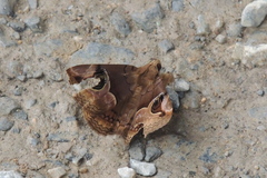 Ommatophora luminosa