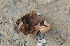 Ommatophora luminosa