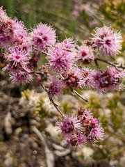 Kunzea parvifolia
