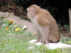 Macaca leonina