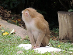 Macaca leonina