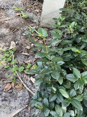 Trachelospermum asiaticum