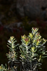 Gnaphalieae