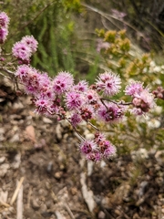 Kunzea parvifolia