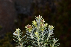 Gnaphalieae