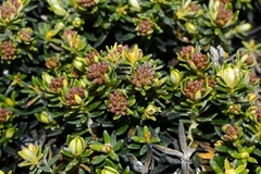 Gnaphalieae