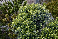 Gnaphalieae
