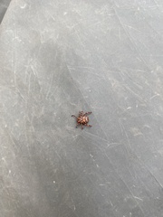 Dermacentor rhinocerinus