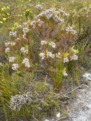 Serruria ascendens