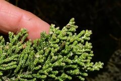 Ozothamnus hookeri
