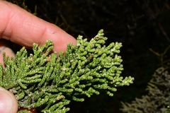 Ozothamnus hookeri