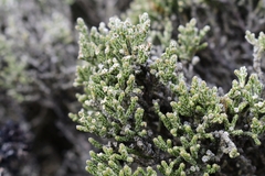 Ozothamnus hookeri
