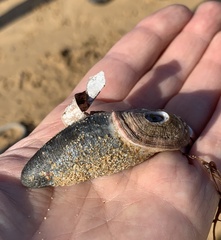 Amblychilepas oblonga