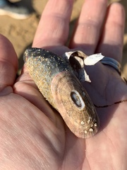 Amblychilepas oblonga