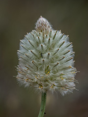 Ptilotus macrocephalus