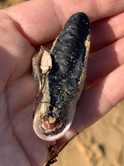 Amblychilepas oblonga