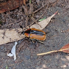 Chondropyga dorsalis