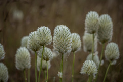 Ptilotus macrocephalus