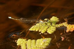 Austrocnemis splendida