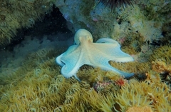 Octopus insularis