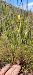 Bobartia filiformis
