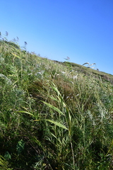 Sanguisorba parviflora