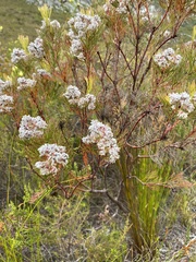 Serruria ascendens