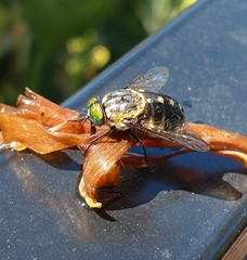 Scaptia