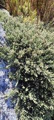 Brunia microphylla