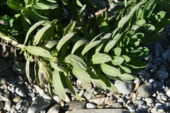 Senecio pseudoarnica