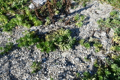 Senecio pseudoarnica