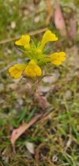 Bellardia viscosa