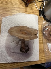 Clitocybe brunneocephala