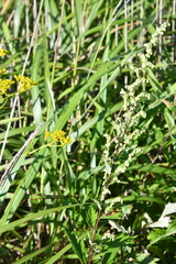 Artemisia stolonifera