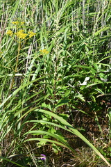 Artemisia stolonifera