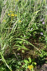 Artemisia stolonifera
