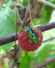 Scutiphora pedicellata