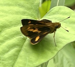 Oriens concinna