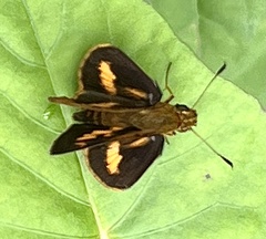 Oriens concinna