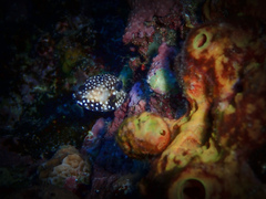 Lactophrys triqueter