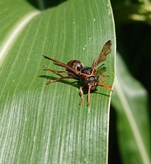 Polistes humilis