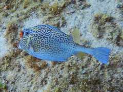 Acanthostracion polygonium