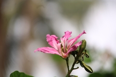 Bauhinia purpurea