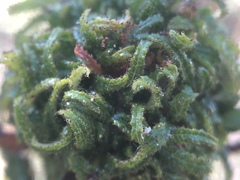 Asphondylia ceanothi