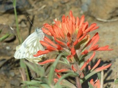 Pontia occidentalis