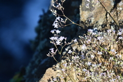 Gypsophila pacifica